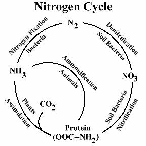 nitrogen_cycle-4