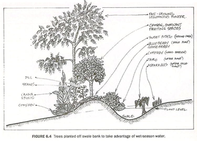 http://climatelab.org/@api/deki/files/531/=tree_swale.jpg