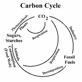 http://www.starsandseas.com/sas_images/sas_ecol_images/sas_ecol_physical/cycle_carbon_4.jpg