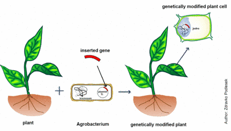 http://www.biotechnology-gmo.gov.si/typo3temp/pics/8610ce56c6.gif