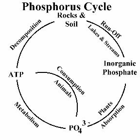 cycle_phosphorus_2