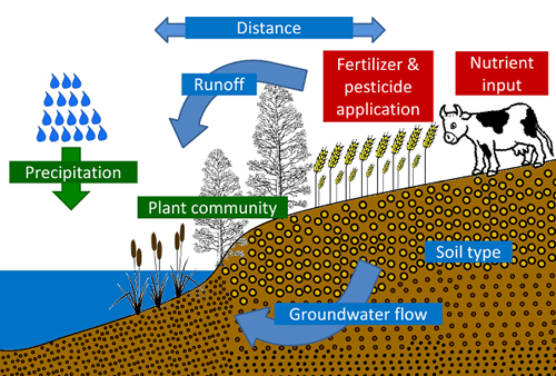 http://www.zoologi.su.se/ekoklim/images/fig_wetlands_nutrients.jpg