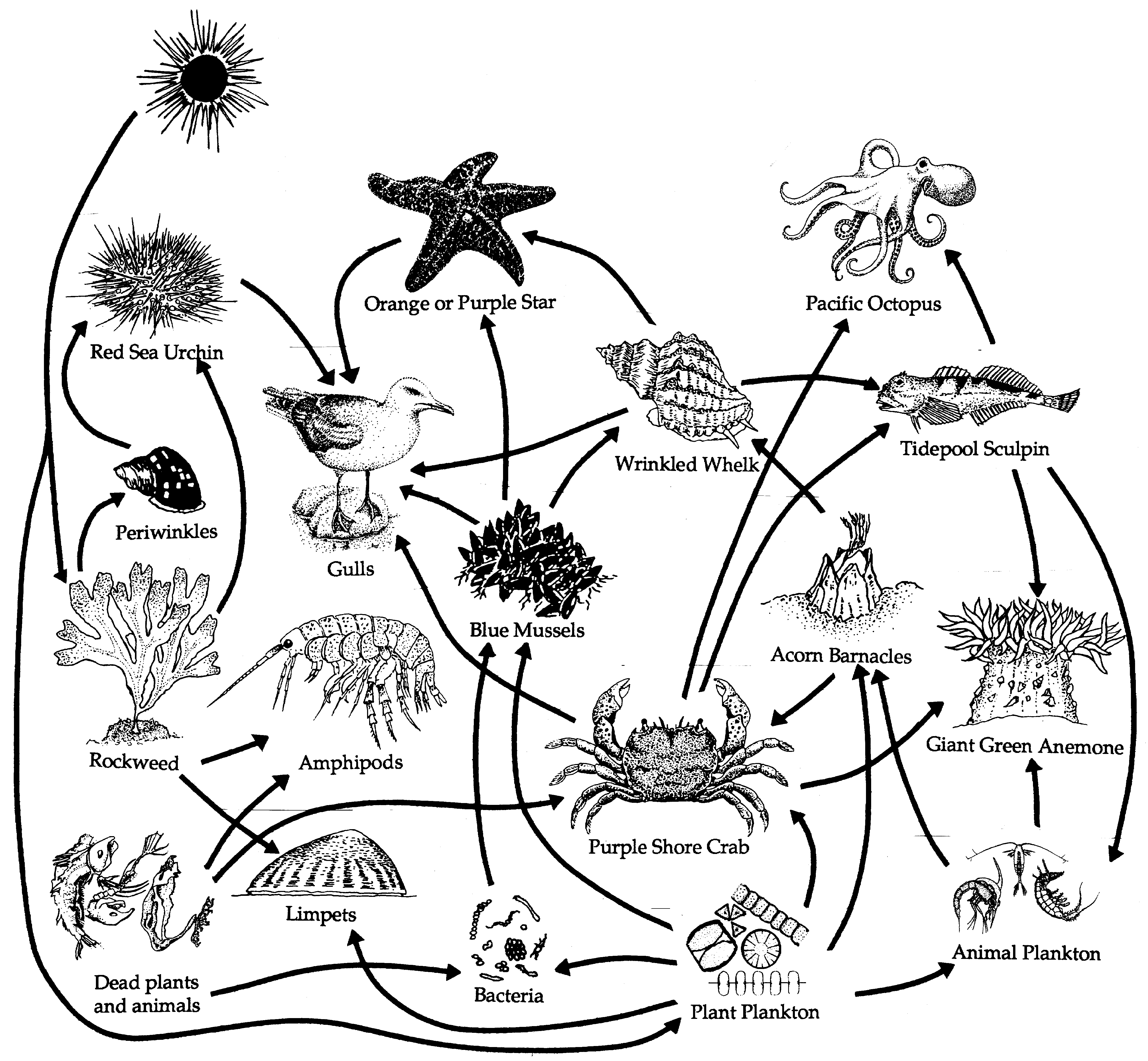 food web for rocky shore (new)