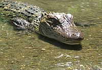 http://upload.wikimedia.org/wikipedia/en/thumb/f/f1/alligator_close-up.jpg/200px-alligator_close-up.jpg