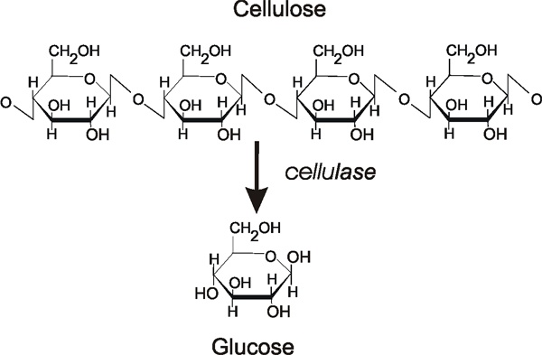 figure 2. structure of cellulose and its digestion to glucose.