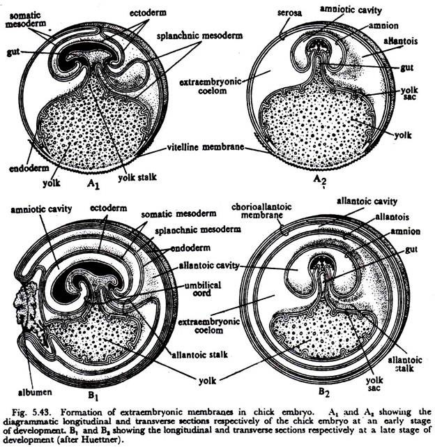 formation of extraembryonic membrane in chick embryo.