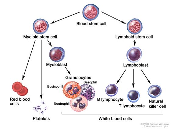 http://www.lymphomation.org/images/nci-bloodcells.jpg