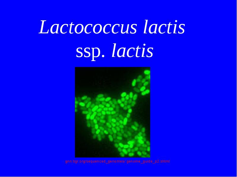 Lactis streptococcus The Serological