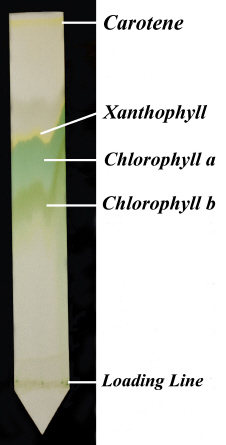 chromatograph