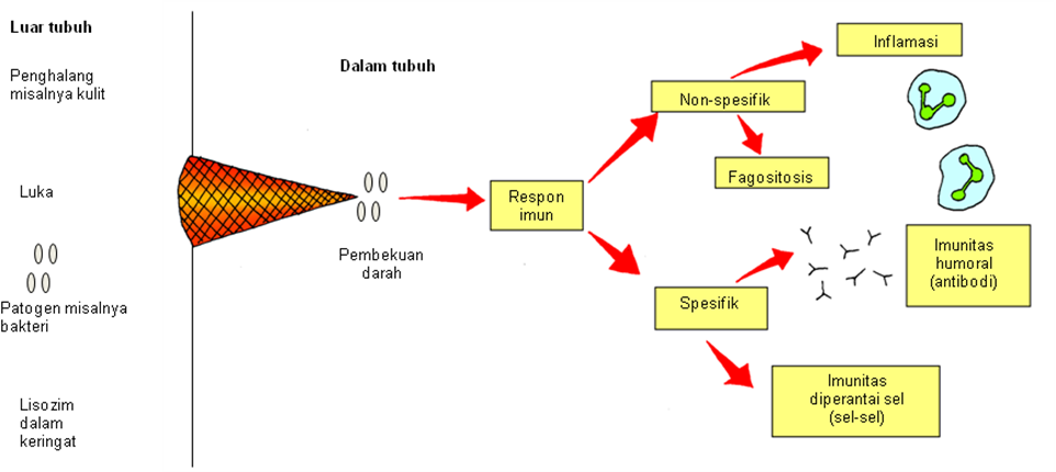 Pada respon kekebalan humoral antibodi dihasilkan oleh.