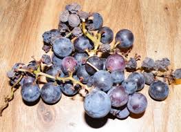 slikovni rezultat za rotten grapes
