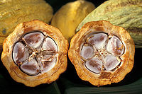 http://upload.wikimedia.org/wikipedia/commons/thumb/0/01/cacao-pod-k4636-14.jpg/200px-cacao-pod-k4636-14.jpg
