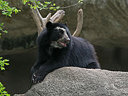 http://upload.wikimedia.org/wikipedia/commons/thumb/4/4f/spectacled_bear_barquisimeto.jpg/180px-spectacled_bear_barquisimeto.jpg