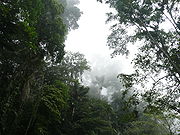 http://upload.wikimedia.org/wikipedia/commons/thumb/9/90/selva_nublada.jpg/180px-selva_nublada.jpg
