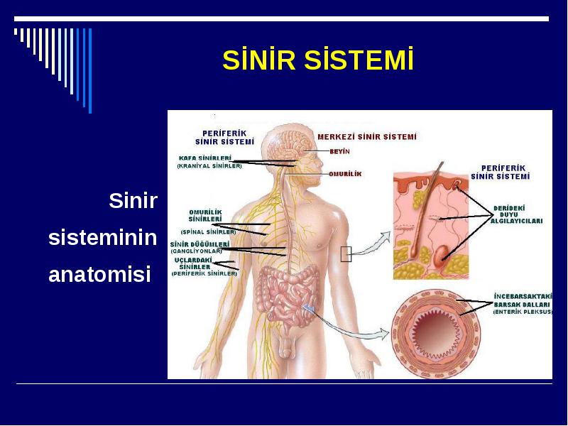 Sinir Sistemi Anatomisi 4156