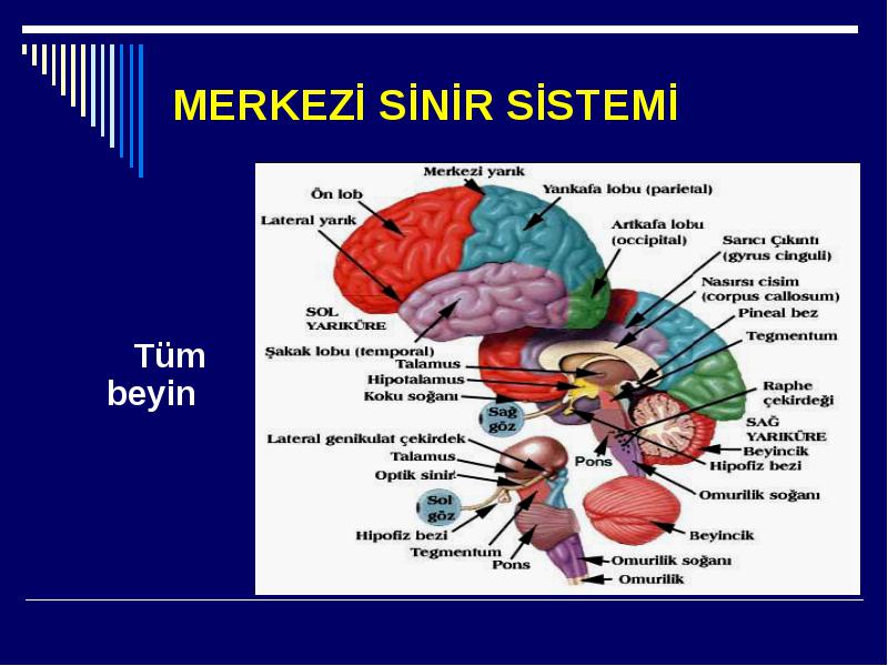 Sinİr Ve Sistemi Sİnİr Sistemi 0428