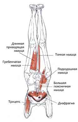http://e-yoga.ru/images/anatom/pozruk/009a.jpg