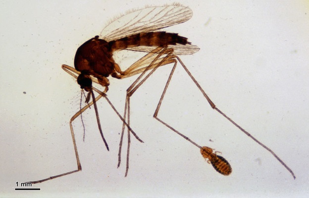 file:aedes mosquito (257 00k) with biting lice.jpg