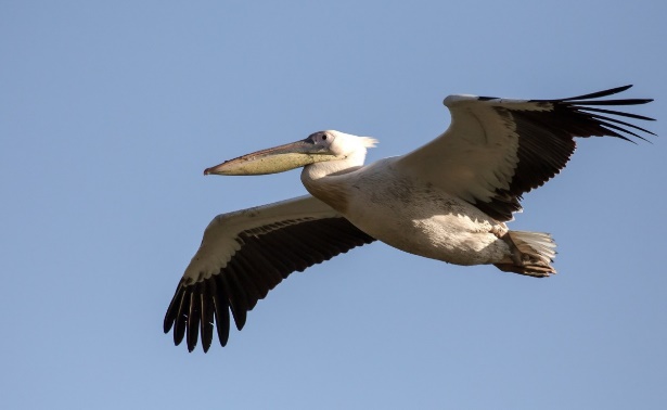 příroda pták křídlo pelikán mořský pták letící zvěř a rostlinstvo divoký portrét zobák let dravec pírko fauna čáp křídla obratlovců ikona albatros lovec čáp bílý accipitriformes ciconiiformes