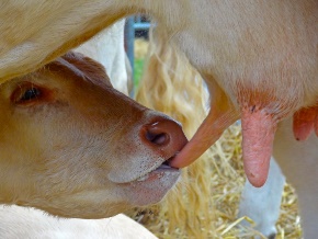 hospodařit koza kráva savec mléko hovězí tele zblízka kozy nos obratlovců vemeno chov bio odchov kojit kravské mléko domácí prase dobytek, jako je savec struky
