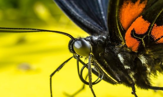 motýl, hmyz, oči, sonda, sosák, zahrnutý, zavřít, makro