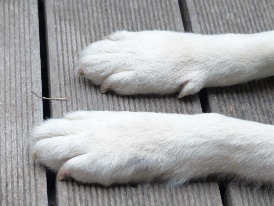 ruka bílý pes zvíře srst noha ucho materiál textil tlapky zvířecí tlapky kožešinové oděvy psí tlapky