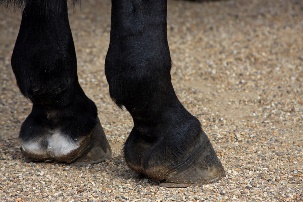 boty fotografie bota noha jaro noha kůň černá kopyto zblízka lidské tělo obuv podrobnosti kopyta vysoký podpatky obuvi outdoor obuv koně kopyta