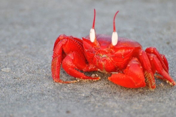 https://upload.wikimedia.org/wikipedia/commons/thumb/6/6b/red_ghost_crab.jpg/1024px-red_ghost_crab.jpg