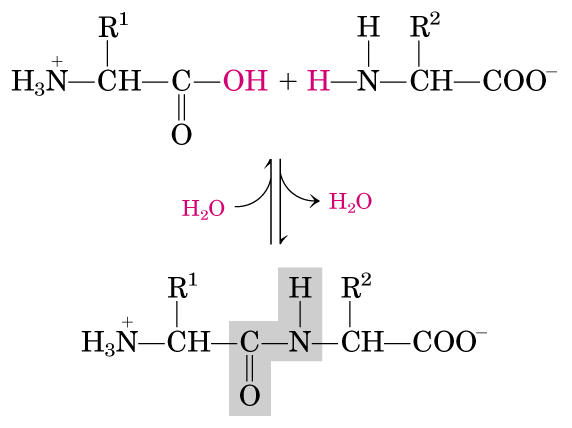 http://cbc.arizona.edu/classes/bioc462/462a/notes/amino_acids/fig5_13peptidebond.gif