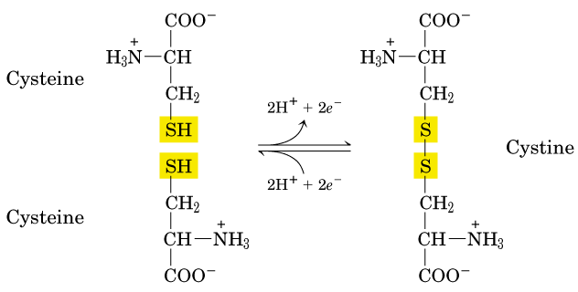 http://cbc.arizona.edu/classes/bioc462/462a/notes/amino_acids/fig5_7disbonds.gif
