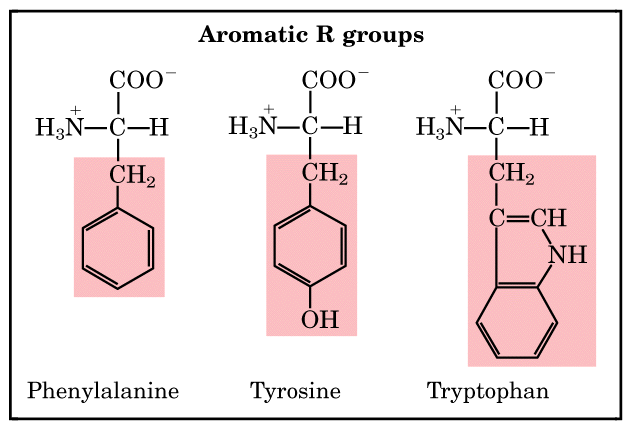 http://cbc.arizona.edu/classes/bioc462/462a/notes/amino_acids/fig5_5_2aaaromatic.gif