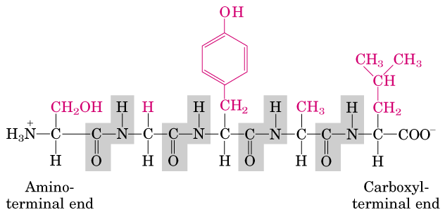 http://cbc.arizona.edu/classes/bioc462/462a/notes/amino_acids/fig5_14peptideioniz.gif