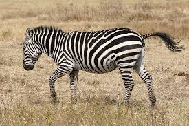 zebra ile ilgili görsel sonucu