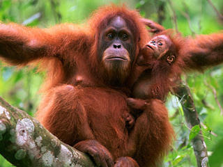 orangutan ile ilgili görsel sonucu