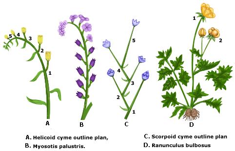 http://images.tutorvista.com/content/angiosperm-morphology/monochasidal-cyme-in-plants.jpeg