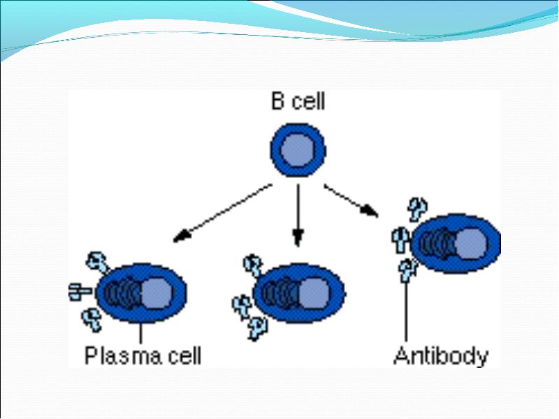 H cell e