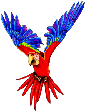 talking-parrot-clipart-macawparrot_zps8f90a076